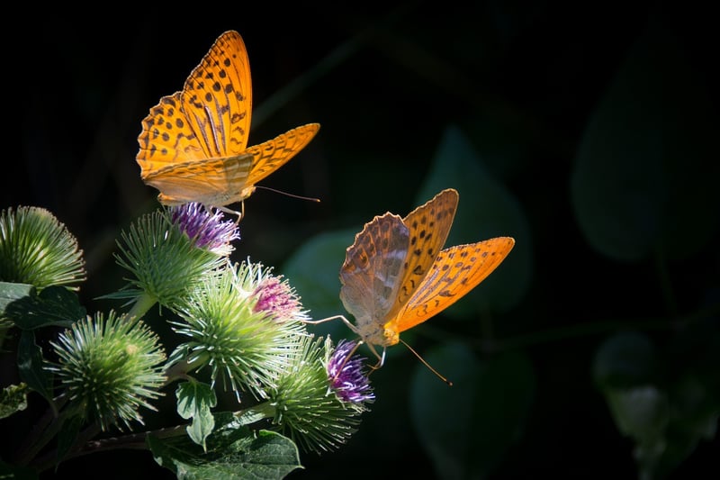 Butterfly Effect Stories